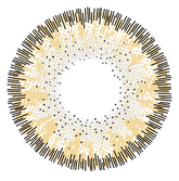 Bronze Hazel
